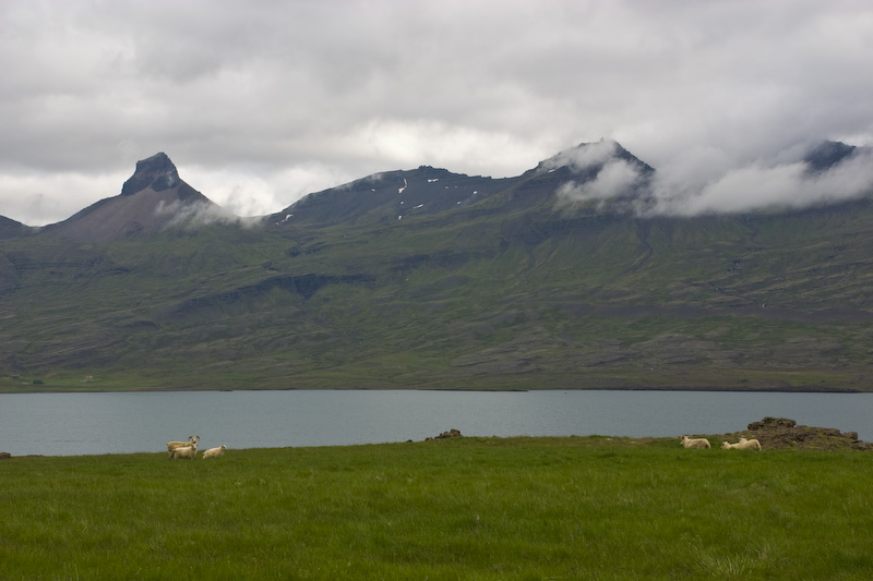 Domestic Sheep And Berufjörður